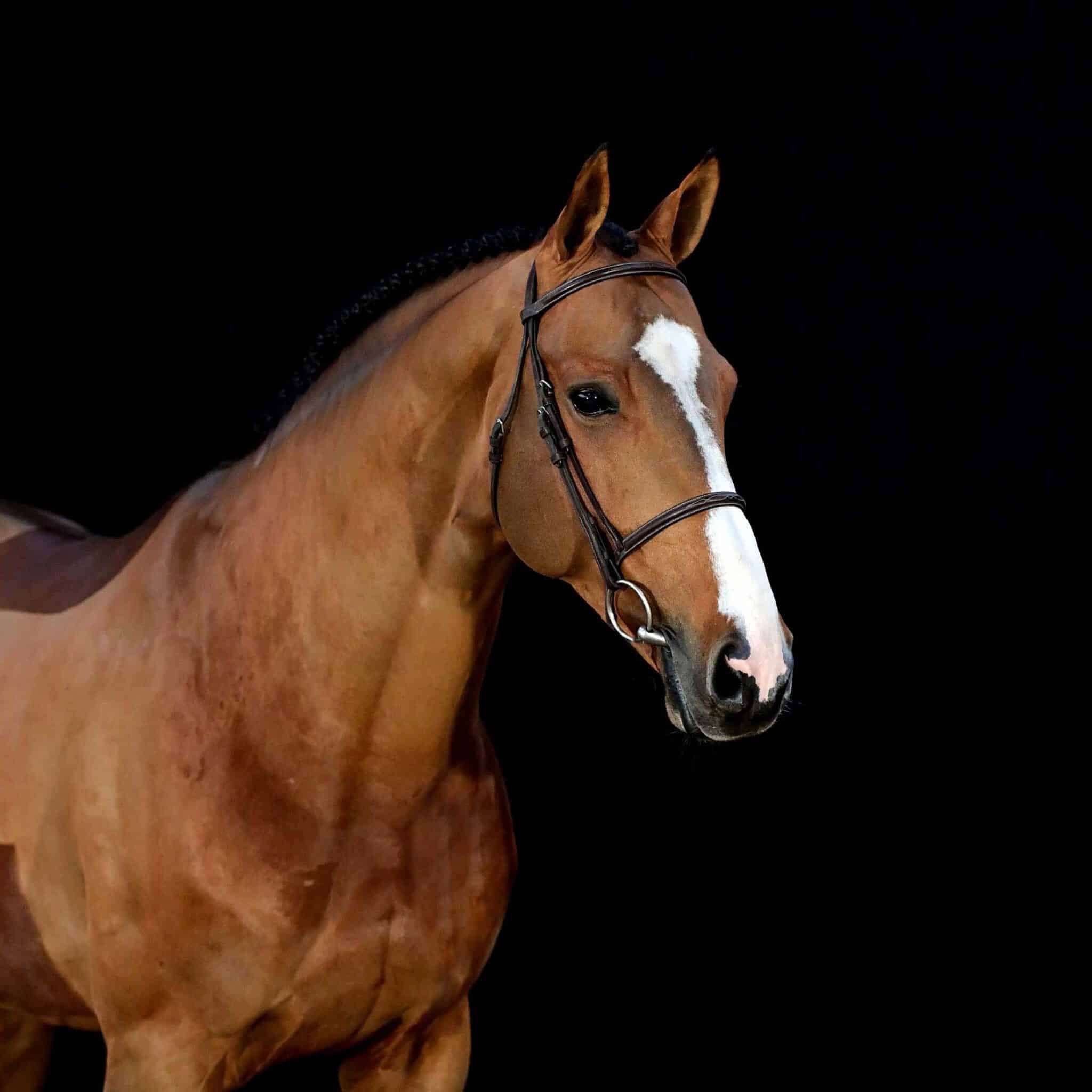 For the Future  Stallion